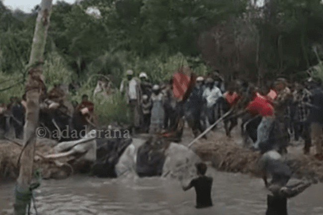 භාතිය හස්තියාට තවදුරටත් ප්‍රතිකාර