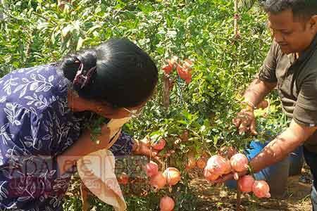 අත්හදා බැලූ දෙළුම් විශේෂ 2කින් සාර්ථක ප්‍රතිඵල