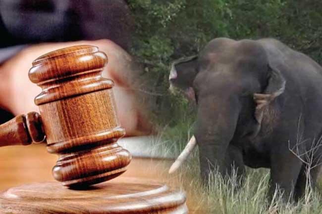 යුනිකෝන් ඇතා ඝාතන සිද්ධිය සම්බන්ධයෙන් අධිකරණයෙන් දුන් තීන්දුව