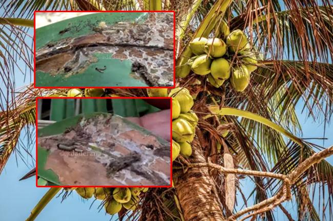 පුත්තලමේ පොල් දළඹු වසංගතයක්