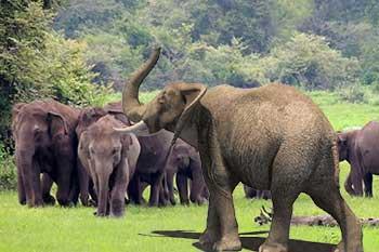 වනඅලි පලවා හැරීමේ මෙහෙයුමක් අද හම්බන්තොටින් ඇරඹේ