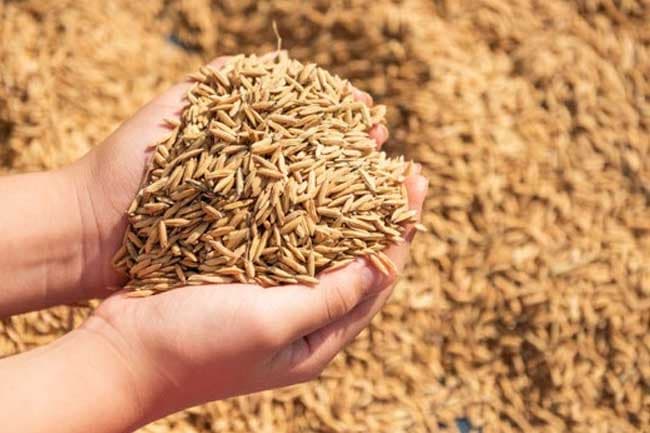 බිත්තර වී ගොවිපළවල් සඳහා රක්ෂණයක්