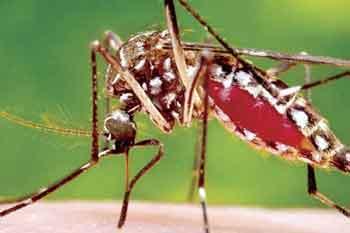 මඩකලපුවේ ඩෙංගු රෝගය ඉහළට