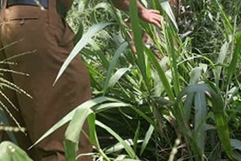 ගිනිඅවියක් සහ අත්බෝම්බයක් දික්වැල්ලෙන් සොයා ගනී