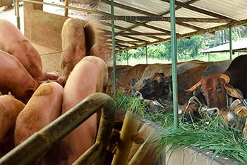 ආපදාවෙන් හානිවූ සත්ත්ව ගොවිපොළ වන්දි - රු. ලක්ෂ 32,000ක් ගෙවා අවසන්