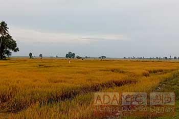 අස්වැන්න...