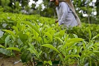 තේ පොහොරවලට රුපියල් 5000ක අමතර සහනාධාරයක්