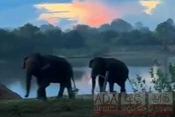 හිත් පිනවන අලි - ඇත් ගමන විලාසේ....
