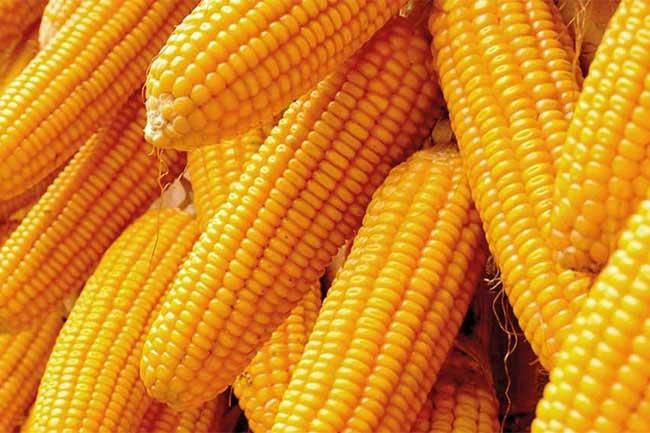 ආනයනික බඩඉරිඟු සඳහා පනවා ඇති වෙළෙඳ භාණ්ඩ බද්ද ඉහළට