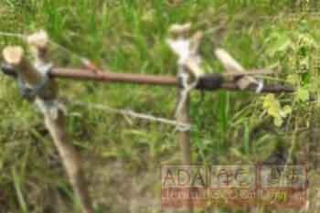 සතුන් දඩයම් කිරීම සඳහා අටවා තිබූ බදින තුවක්කුවක් පත්තුවීමෙන් සිය තල හේනට ගිය පියෙකු අවසන් ගමන් යයි