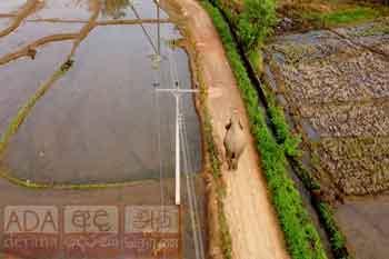 ගම හරහා ගිය තනියා