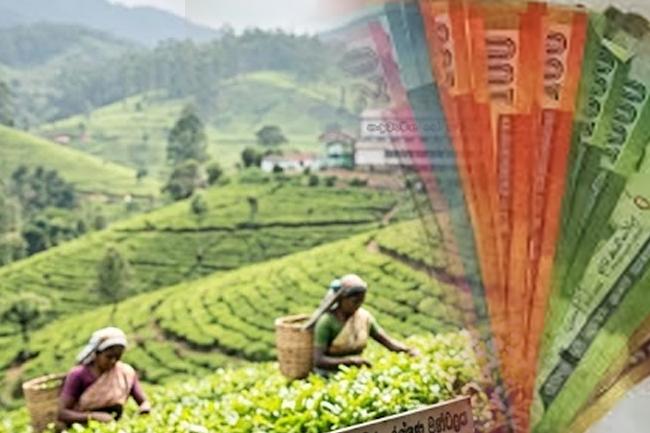තේ කර්මාන්තයේ ශ්‍රමිකයන්ට නව විශ්‍රාම වැටුප් යෝජනා ක්‍රමයක්
