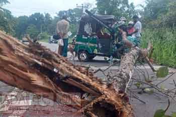 බෝ ගසක අත්තක් ත්‍රි රෝද රථයක් මතට කඩා වැටෙයි.
