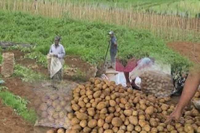 අර්තාපල් ගොවීන්ට රජයෙන් සහනයක්