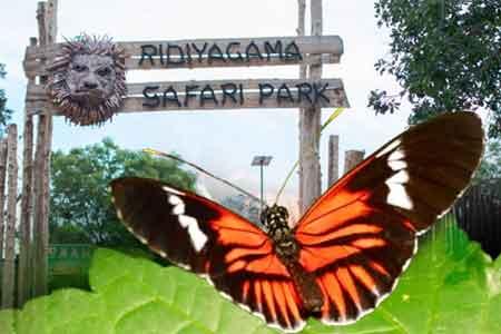 රිදියගම සෆාරි උද්‍යානයේ සමනල උද්‍යානය අලුත් වෙයි