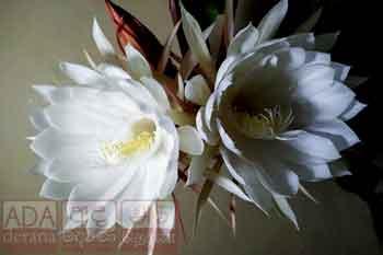 කඩුපුල් මල්