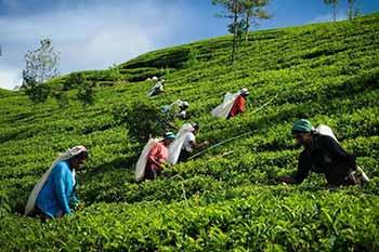 රජයේ වතු ඉඩම්වල සහ දේපළවලට ආයෝජනය කිරීමට අවස්ථාවක්