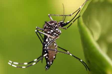 ලංකාවටම ඩෙංගු බෝවෙන්නේ මදුරු වර්ග දෙකකින්