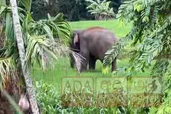 පෙරහැරට ගෙන ආ අලියෙකු කළ පහරදීමෙන් ඇත්ගොව්වා සහ සහයකයා මරුට