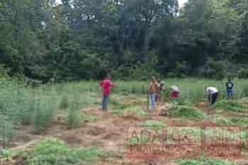 මහා පරිමාණ ගංජා හේන් දෙකක් වටලයි