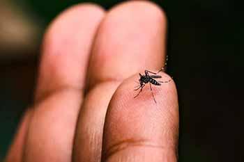 ඩෙංගු මරණ 31 දක්වා ඉහළට