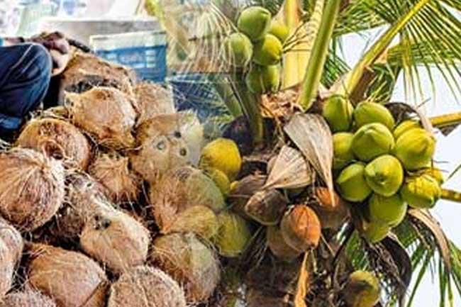 පොල් අපනයන ආදායම ඩොලර් මිලියන 514 දක්වා ඉහළට
