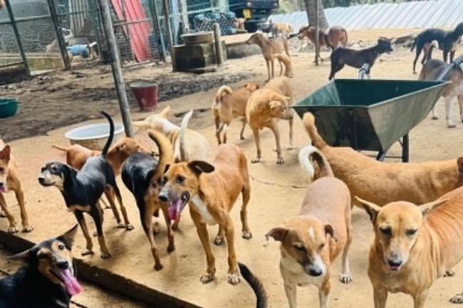 සුනඛයින් සම්බන්ධ නව පනත් කෙටුම්පත ගැන ගත් තීරණය