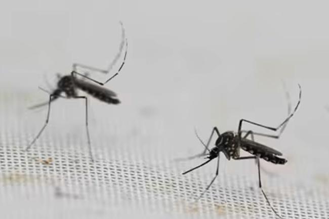 ඩෙංගු රෝගීන් 62,000 පනී