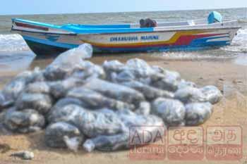 නීති විරෝධී මුහුදු කූඩැල්ලන් ජාවාරමක් කොටු වෙයි