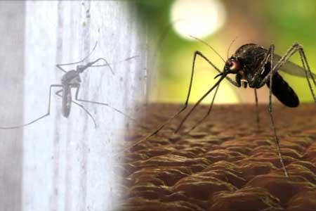 ඩෙංගු මරණ 47ට නගියි - රෝගීන් 67,174ක්