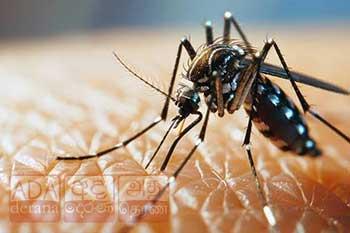 ඩෙංගු මරණ 48 දක්වා ඉහළට - රෝගීන් 70,000ට ළංවෙයි