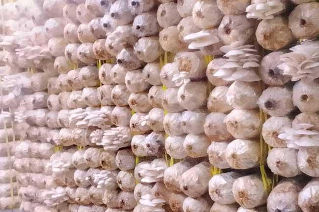 බිම්මල් වගාවටත් රක්ෂණාවරණයක්