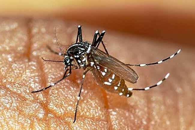 ඩෙංගු අවදානම අගෝස්තු මැද දක්වා පැවතිය හැකි බවට අනතුරු ඇඟවීමක්