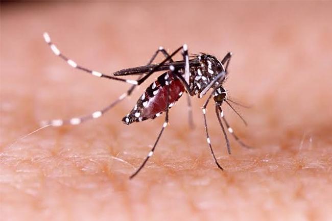 ඩෙංගු රෝගීන් සංඛ්‍යාව 79,000 ඉක්මවයි