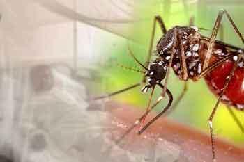 ඩෙංගු මරණ 63 දක්වා ඉහළට