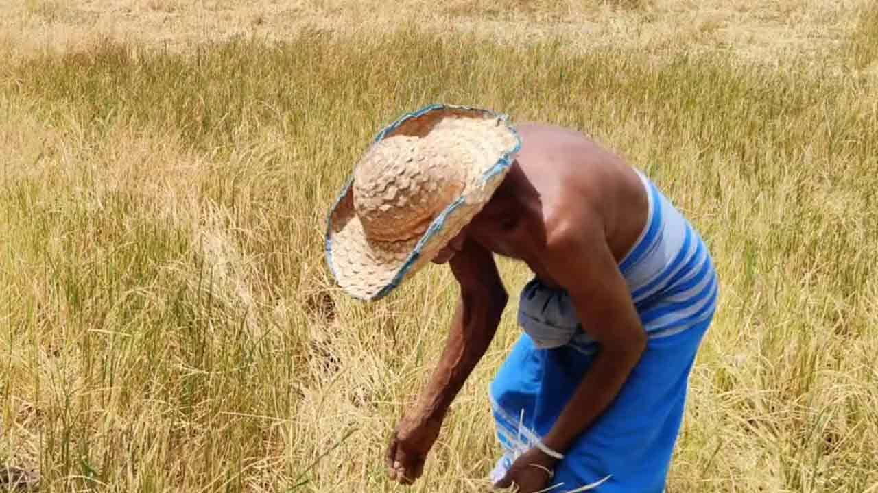 නියගයෙන් හානියට පත් වගාවන්ට  වන්දි ගෙවීමට රු.මි. 3,000ක් වෙන් කෙරේ