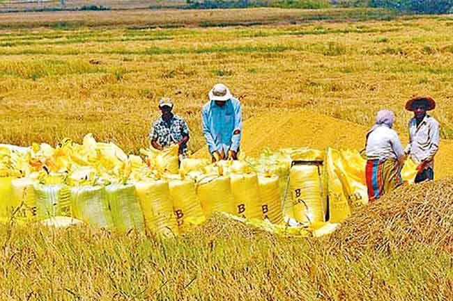වී මිලදී ගැනීම යටතේ රජය වී මෙට්‍රික් ටොන් 45,362ක වී අරන්