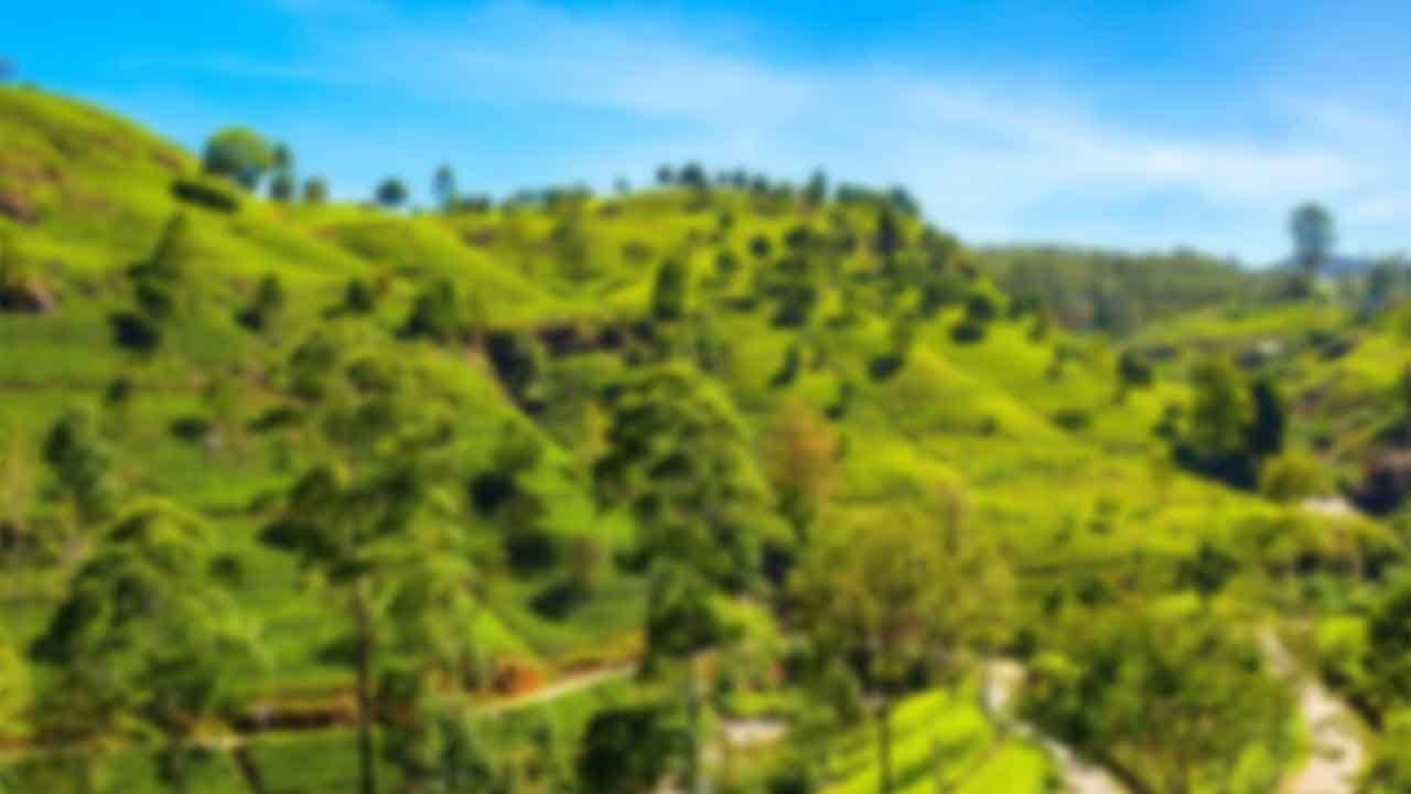 නුවරඑළියේ හෙක්ටයාර 1,500ක භූමි ප්‍රමාණයක් ආරක්ෂිත ප්‍රදේශ ලෙස ගැසට් කිරීමට තීරණයක්