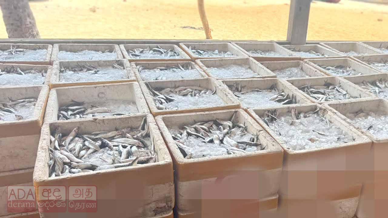 පුපුරන ද්‍රව්‍ය භාවිතයෙන් ඇල්ලූ මත්ස්‍ය තොගයක් සමඟ කාන්තාවක් නීතියේ රැහැනට