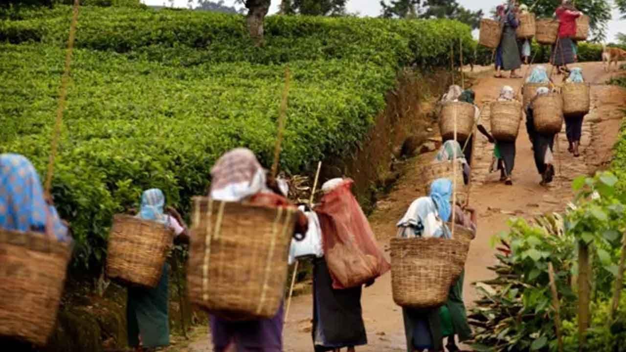 වසර 20කට අධික කාලයක් නොගෙවා තිබූ වතු කම්කරුවන්ගේ ව්‍යවස්ථාපිත හිඟ මුදල් ගෙවීමට පියවර