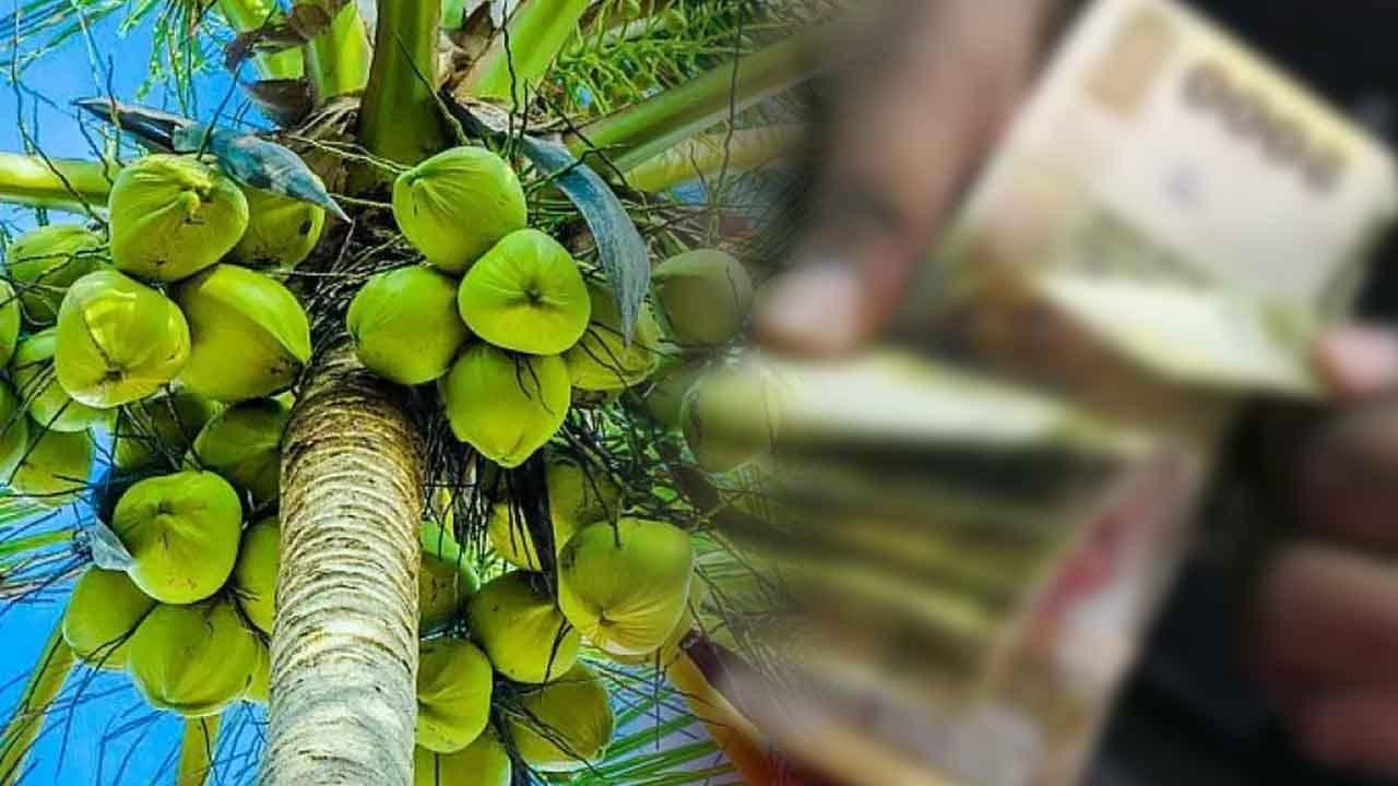පොල් වගාව ආරක්ෂා කිරීම සඳහා රුපියල් මිලියන 2,500 සහනාධාරයක්