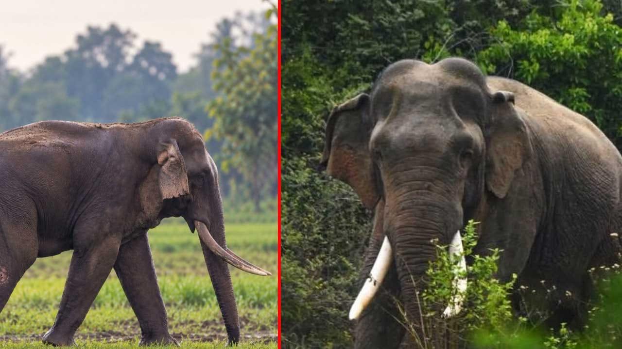 කාවන්තිස්සට කඩිනම් ප්‍රතිකාර ඇරඹේ