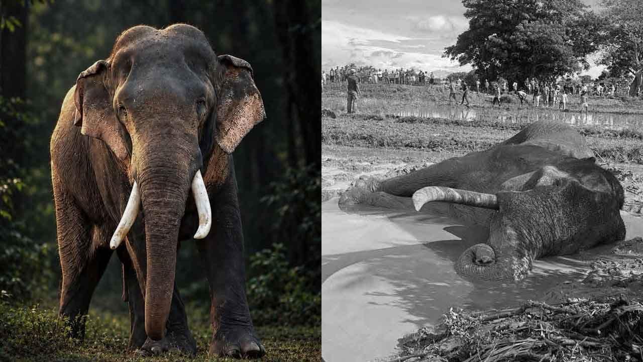 'කාවන්තිස්ස' හස්තියාගේ මරණය ඝාතනයක්ද?