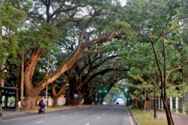 මාර්ග දෙපස අවදානම් දේවල් ඉවත් කරන්නැයි උපදෙස්