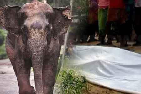 වනඅලි පහරදීමකින් තරුණයෙක් මරුට