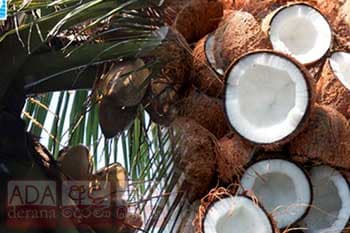 පොල් හිඟය ලබන වසරේ අප්රේල් දක්වා