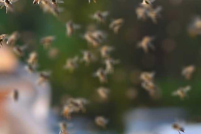 බඹර ප්රහාරයකින් පුද්ගලයෙක් මරුට