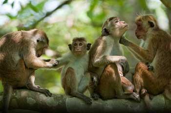 වගා හානි කරන සත්තු ගැන වාර්තාවක් එළියට
