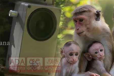 රිලව් පන්නන අලුත් ම ගැජට් එක