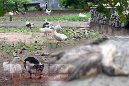 බේරේ වැවේ සතුන් මිය යන්නේ කුරුළු උණ නිසාද ?